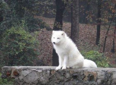 ​梦见狐狸，女人梦见白狐狸好不好