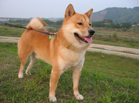 孕妇梦见被狗咬是什么意思，梦见狗咬孕妇是啥预兆