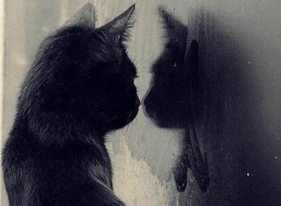 ​女人梦见猫是什么预兆，做梦梦到猫是仙家托梦吗