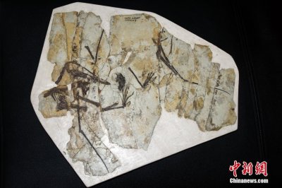 ​首次发现翼龙食团 中科院团队揭秘1.6亿年前中国鲲鹏翼龙食性