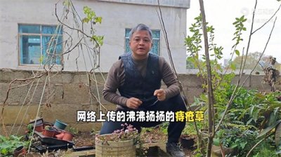 ​痔疮草服用方法大揭秘：民间有两种常用方法，你喜欢用哪一...