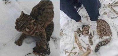 ​山西长治发现了“石虎”，中了陷阱被困后，依旧非常凶猛