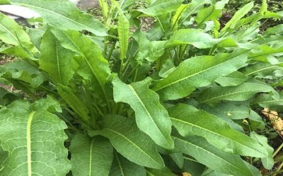 ​野菠菜（牛大黄）价值高！你的家乡有吗？