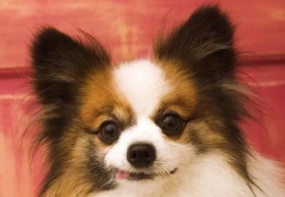 ​狗养不熟还能要吗？狗狗养不熟的表现