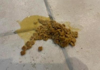 ​哪种狗是天生的长不大什么狗是长不大的而且还是小型的