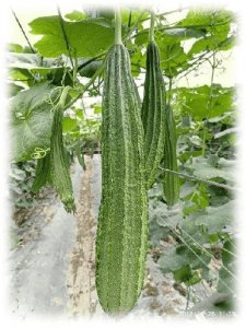 ​丝瓜的种植与管理技术（丝瓜的生长过程）