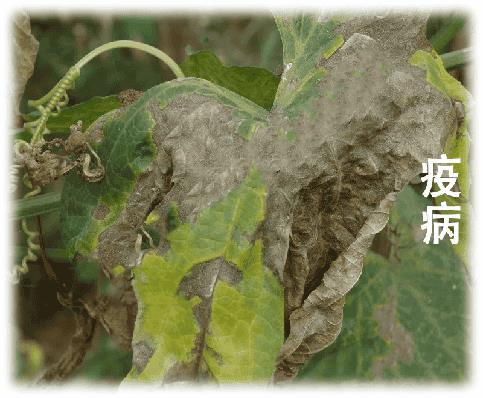 丝瓜的种植与管理技术（丝瓜的生长过程）