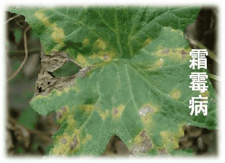 丝瓜的种植与管理技术（丝瓜的生长过程）