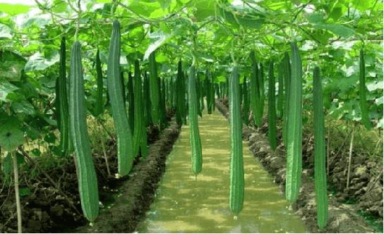 丝瓜的种植与管理技术（丝瓜的生长过程）