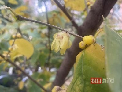 蜡梅腊月香!蜡梅和梅花是亲戚吗