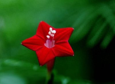 茑萝花开似新娘,相互关怀又依附
