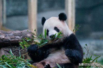大熊猫为什么是国宝?