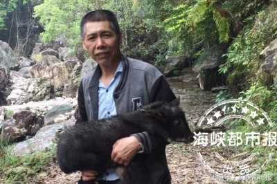 被救下的“小怪兽” 原来是苏门羚