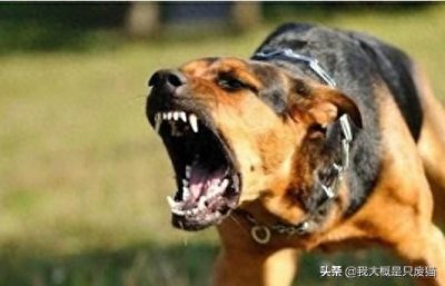 ​为什么狗狗会咬人？狗咬人需要控制而非禁止，教你4招改善狗咬人