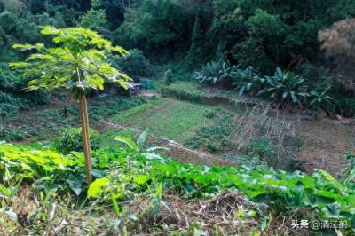 ​偷菜与婚姻相连，女汉纸喜欢的“偷菜节”，男神们想知道啥