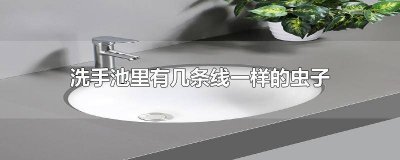 ​洗手池有细长的虫怎么办 洗漱池有黑色细线虫子如何清理