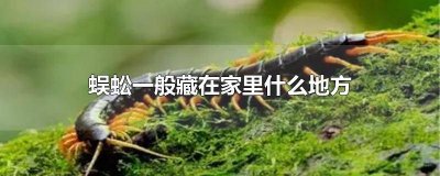 ​蜈蚣一般藏在家里什么地方最多 蜈蚣会藏在家里什么地方