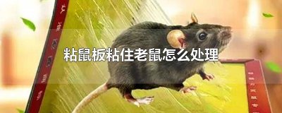 ​粘鼠板粘到了老鼠怎么处理 被粘鼠板粘住的老鼠怎么处理