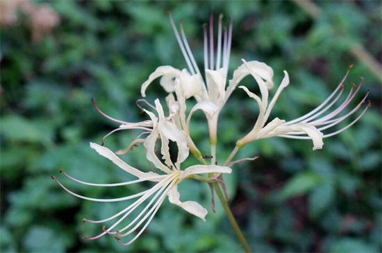 花叶永不相见是什么花(图)(图3)