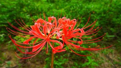 ​花叶永不相见是什么花（图）