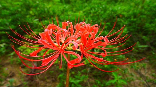 花叶永不相见是什么花(图)(图1)