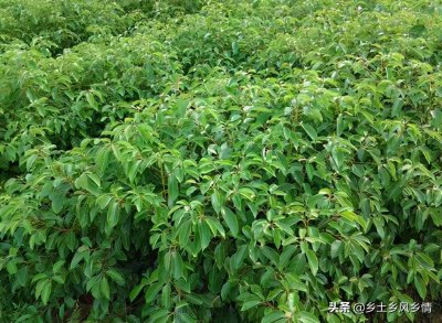 ​龙脑樟种植是骗局吗？亩收入能达到10万，普通人种植要慎重