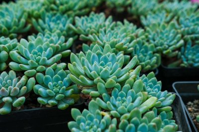 ​这6种多肉，肉嘟嘟的超可爱，家里有小孩的必养！