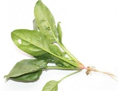 ​菠菜菠菜和豆腐能一起吃吗(菠菜不能和豆腐什么一起吃)