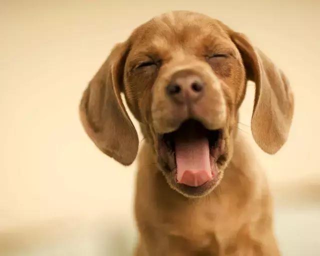 狗狗做绝育要注意哪些(给狗狗做绝育的好处以及需要注意的事项)(1)