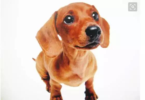 狗狗做绝育要注意哪些(给狗狗做绝育的好处以及需要注意的事项)(2)