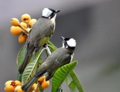 ​白头翁吃什么食物长得快能开口叫（白头鹎平时吃大量的害虫）