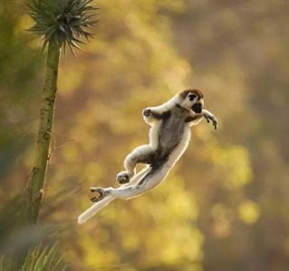 ​原始灵长类狐猴