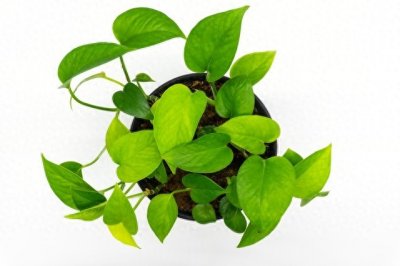 ​揭秘绿萝的养护秘诀，从温度到修剪，全面指南助你成为绿植高手！