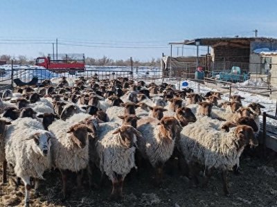 ​一八一团 “畜”势勃发 乡村振兴景广阔