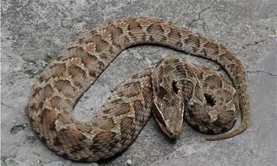 ​这种蛇令人谈虎色变，原矛头蝮蛇，身含剧毒，严重导致截肢