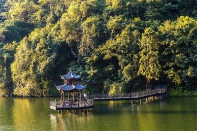 ​阳岭国家森林公园：赣南自然保护的瑰宝