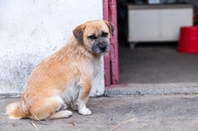 ​虐狗事件曝光！捕狗队员的罪行让人痛心
