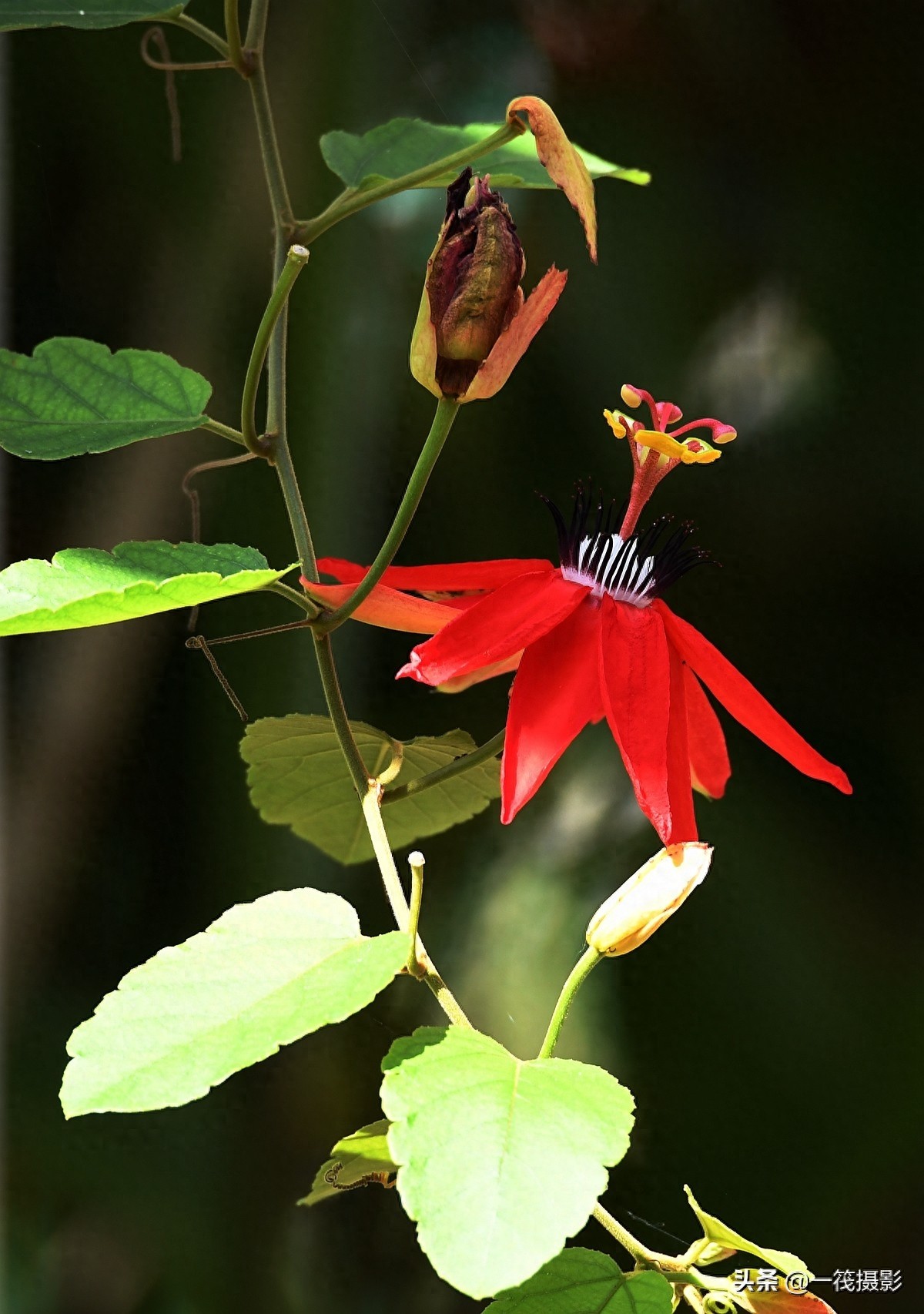 夏花（二十五）——红花西番莲，被称为陆地上的莲花