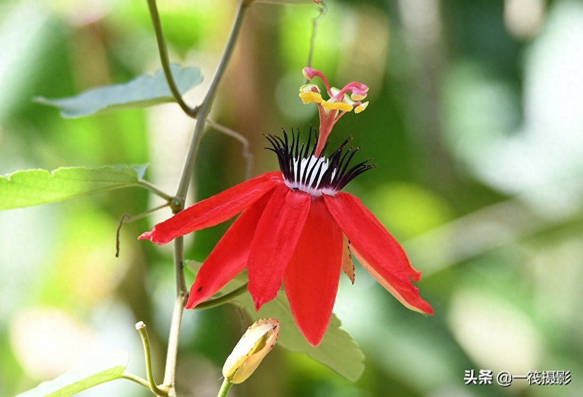 夏花（二十五）——红花西番莲，被称为陆地上的莲花
