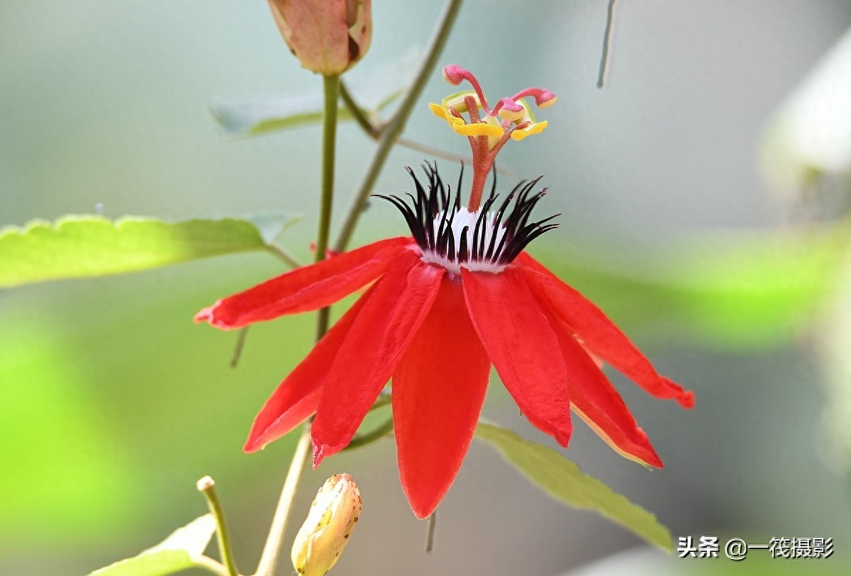 夏花（二十五）——红花西番莲，被称为陆地上的莲花