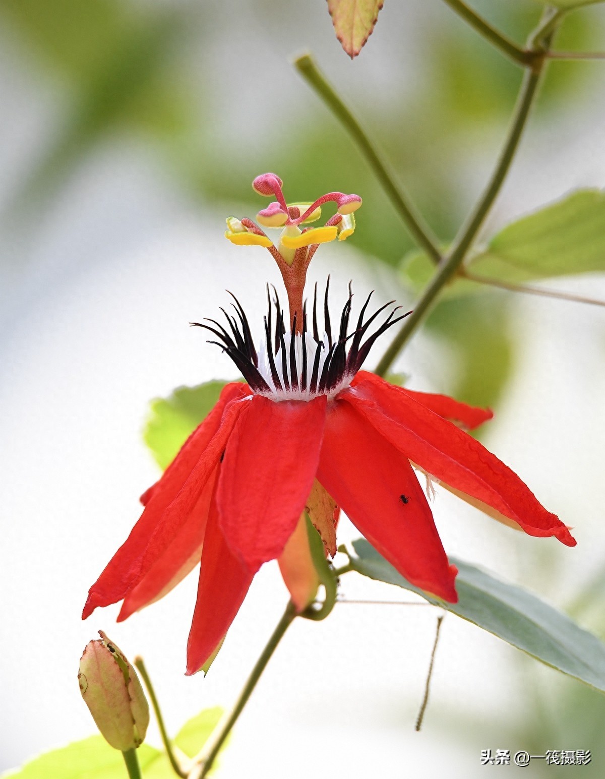 夏花（二十五）——红花西番莲，被称为陆地上的莲花