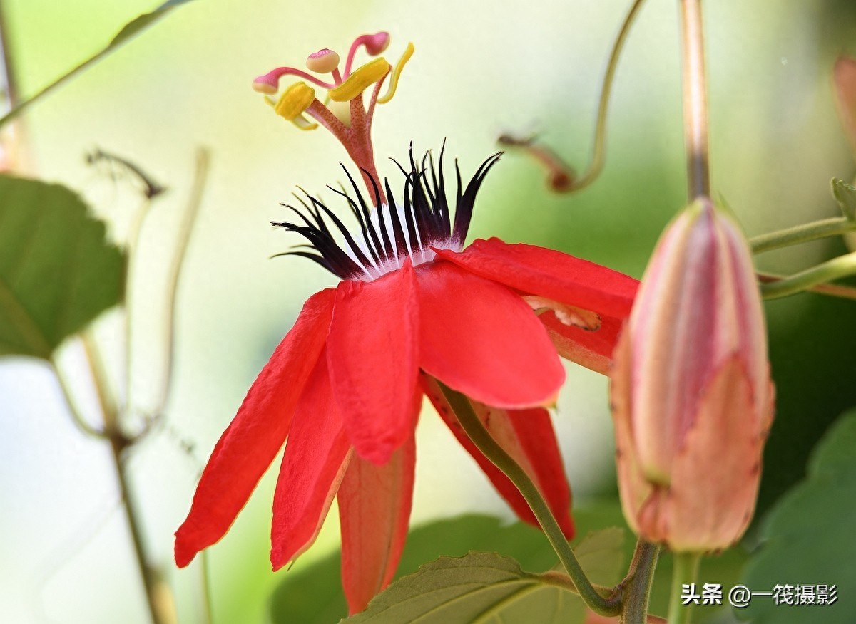 夏花（二十五）——红花西番莲，被称为陆地上的莲花