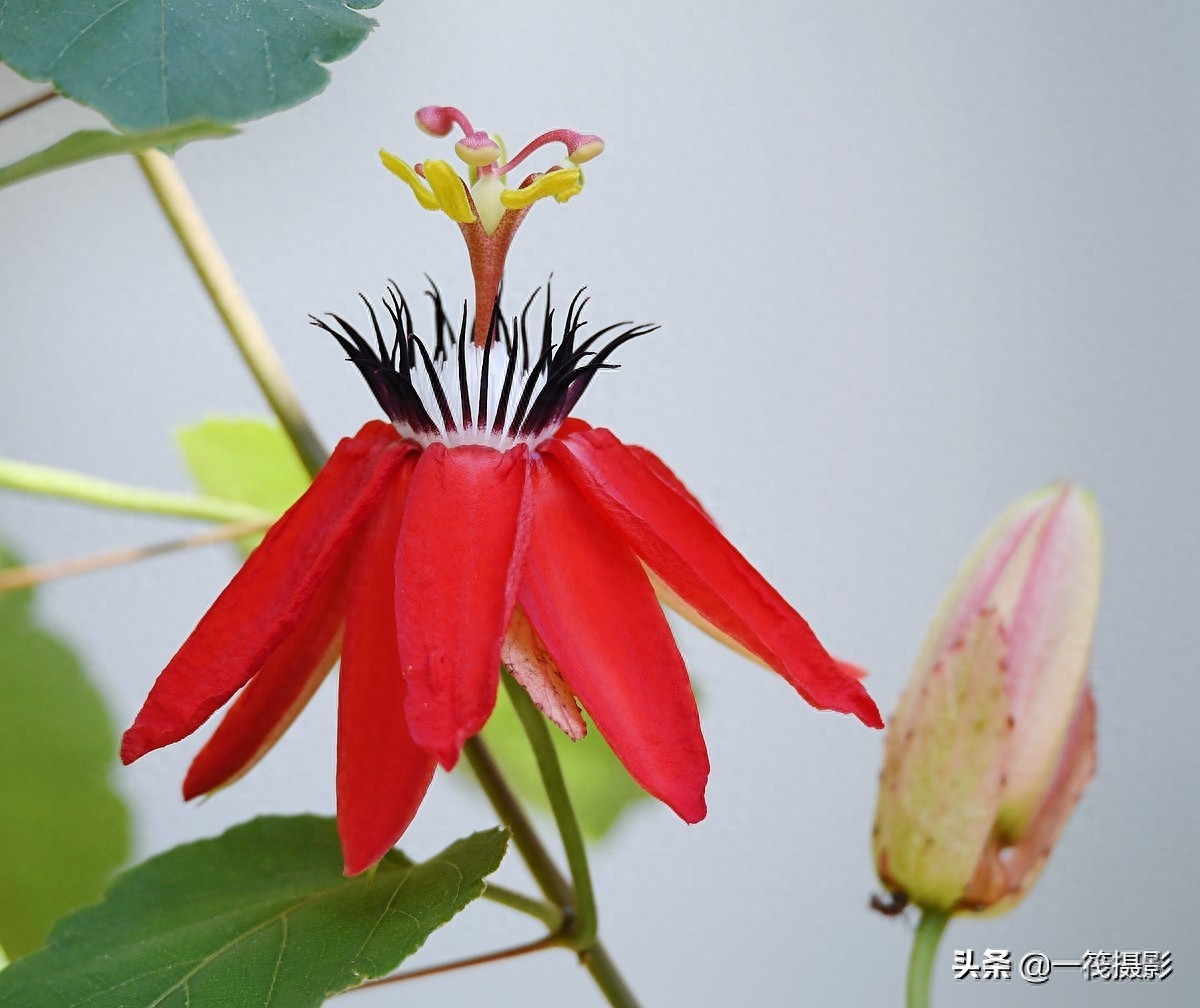 夏花（二十五）——红花西番莲，被称为陆地上的莲花