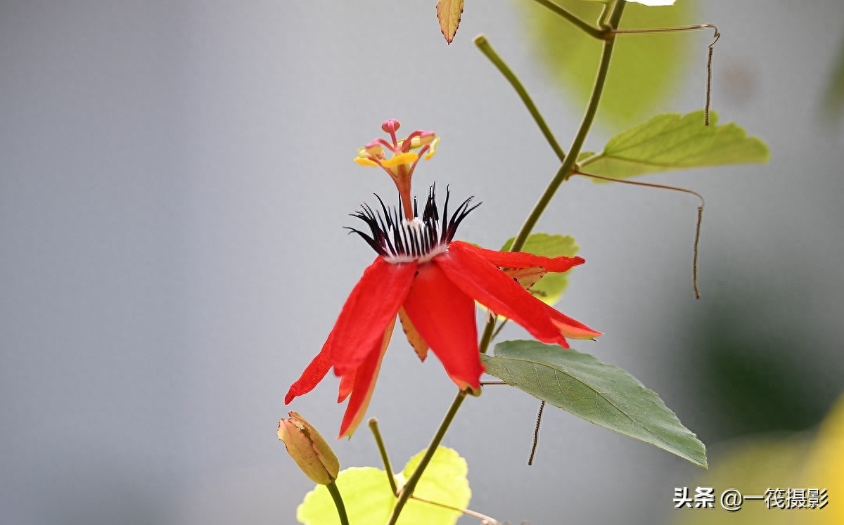 夏花（二十五）——红花西番莲，被称为陆地上的莲花