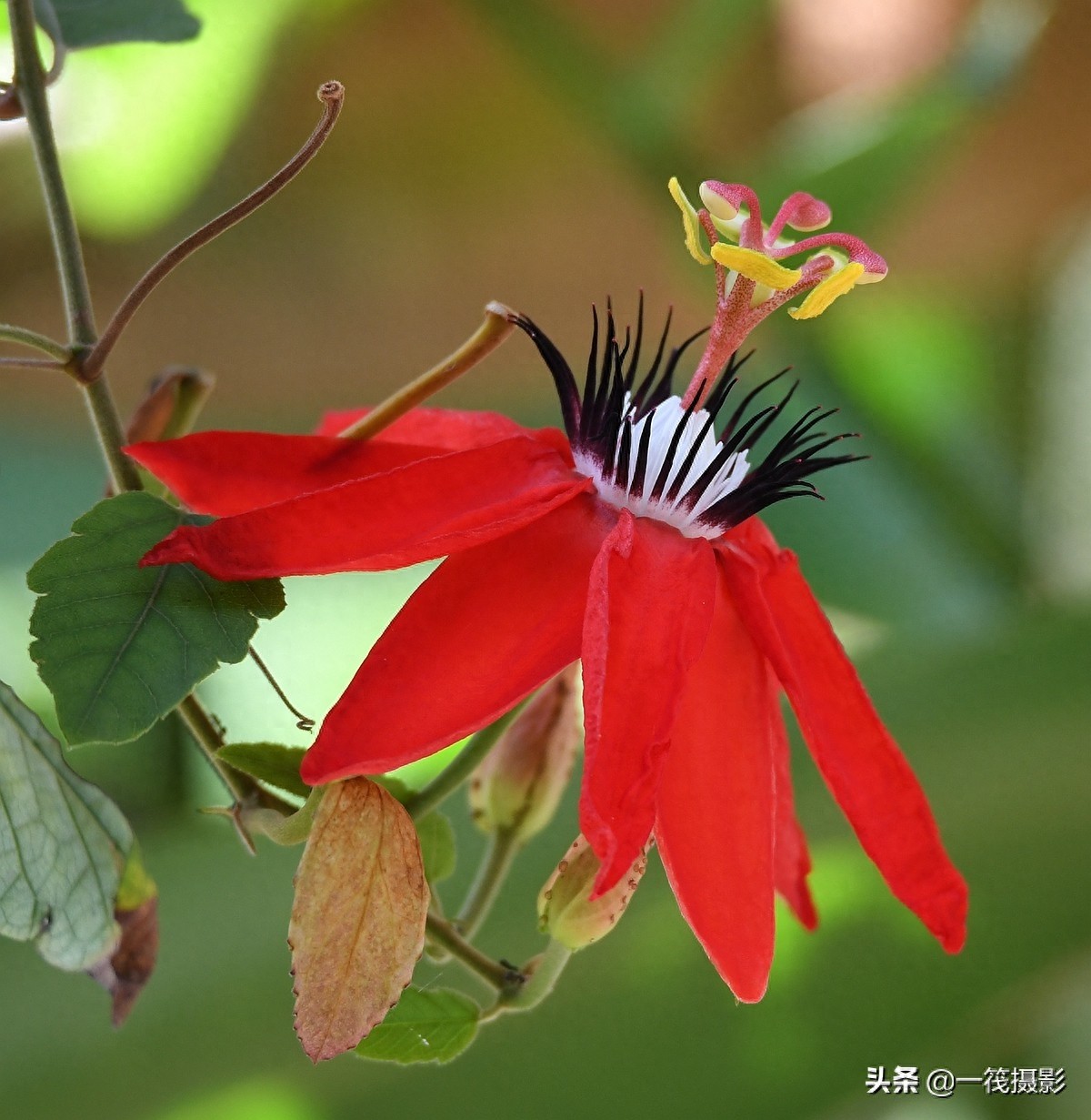 夏花（二十五）——红花西番莲，被称为陆地上的莲花