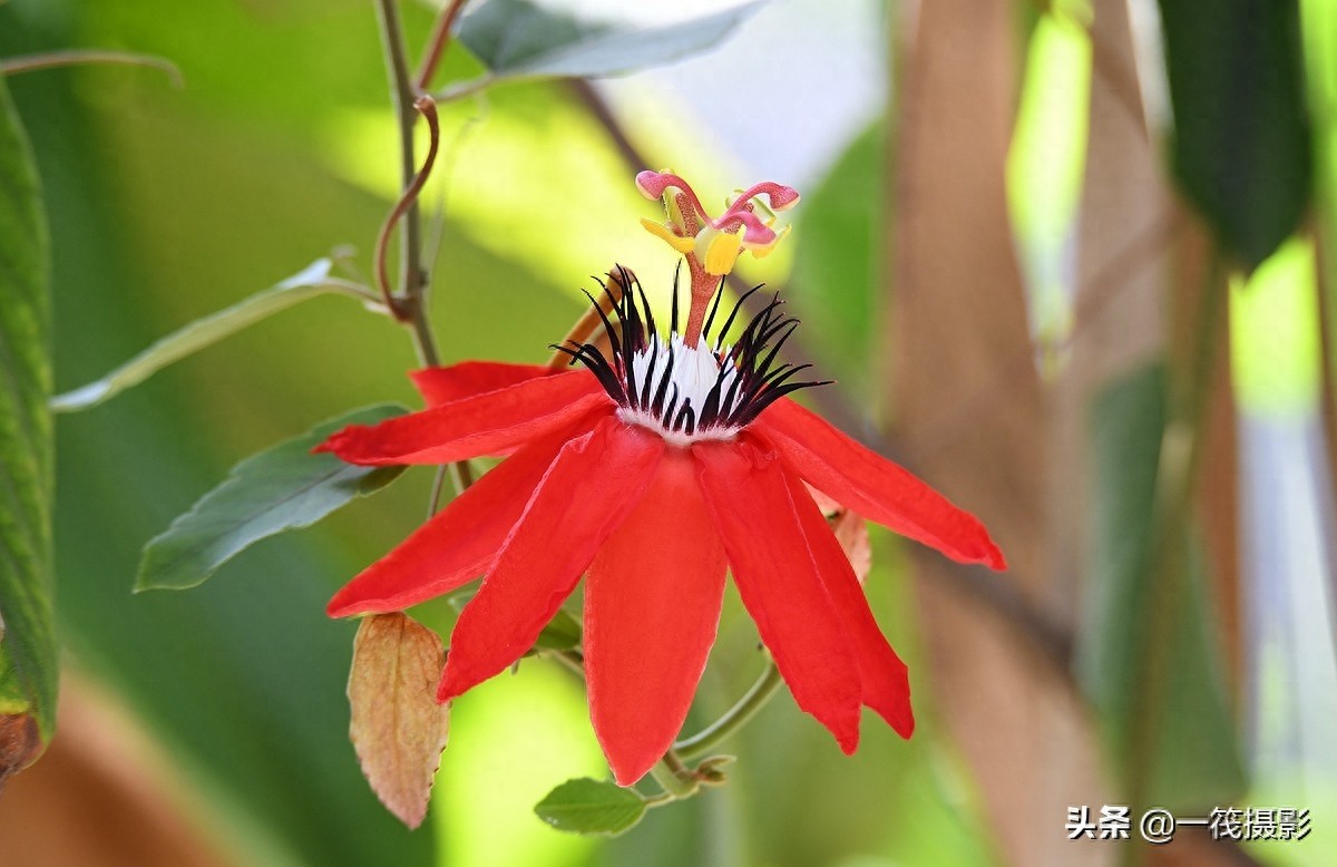 夏花（二十五）——红花西番莲，被称为陆地上的莲花