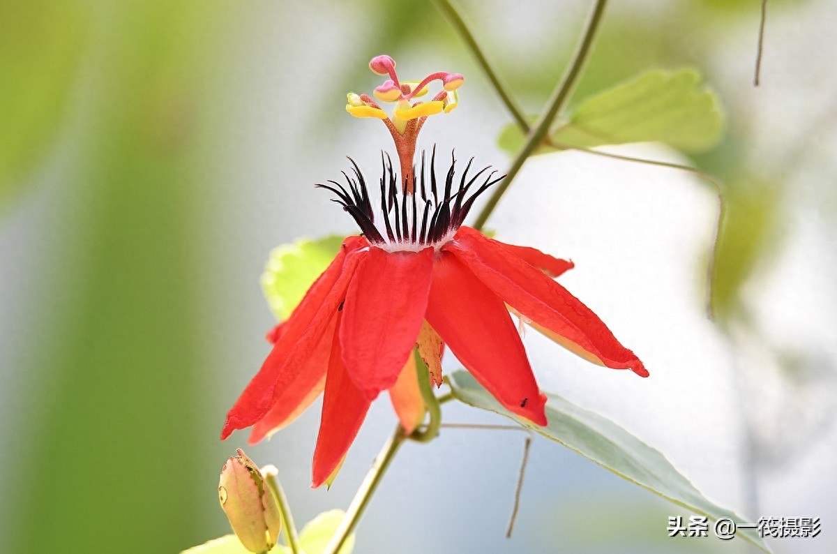 夏花（二十五）——红花西番莲，被称为陆地上的莲花