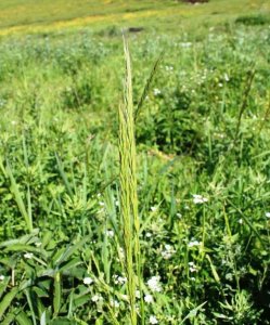 ​中国粗饲料介绍——羊草