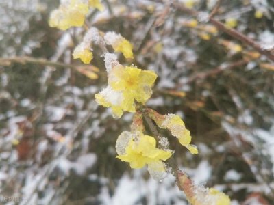 ​三九四九冰上走，可如今三九天不冷是何征兆？