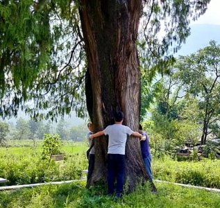 ​民俗漫谈:民间为何要认古树作“干爹”，还真有说头（原创）